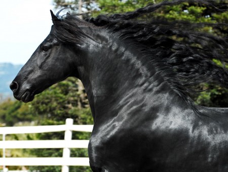 Black Horse Near White Wooden Fence