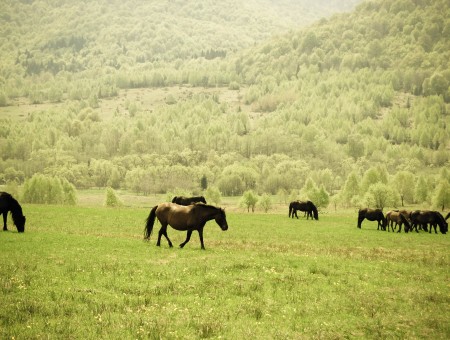Horses On Green Meadow Near Green Trees During Daytime