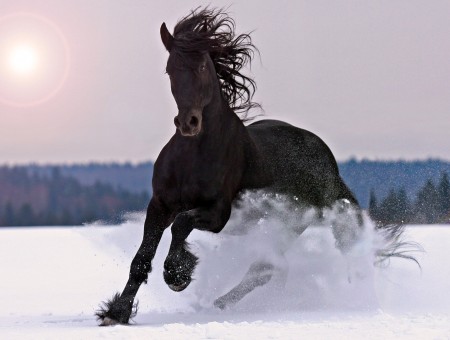Black Horse On Snowfield