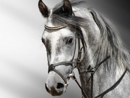 White Horse With Gray Background
