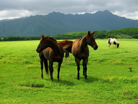 2 Brown Horse On Green Grass During Day Time