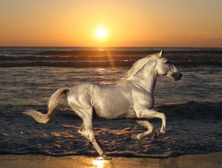 White Horse Running On Beach