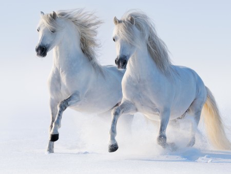 2 White Horse Running On Snow