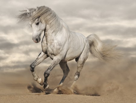 Gray Horse Running On Brown Sand