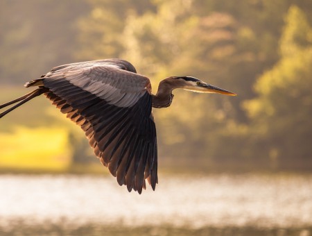 Grey And Black Crane On Flight Over Lake