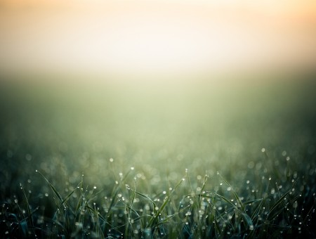Foggy Grass During Sunrise In Close Up Photography