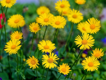 Yellow Multi Petaled Flowers During Daytime