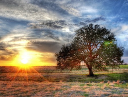 Orange Setting Sun Across Flat Meadow With Lone Leafy Tree