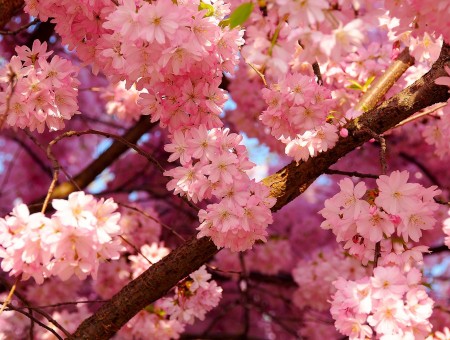 Pink Flowers On Tree Branches Macro Photography