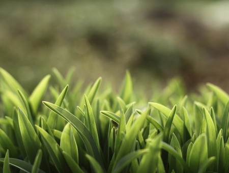 Shallow Focus Photography Of Green Plant At Daytime