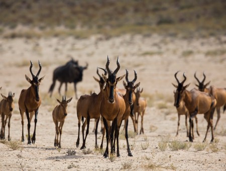 Herd Of Gazelle On Grey Dessert Land During Daytime