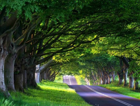 Gray Asphalt Road Between Trees