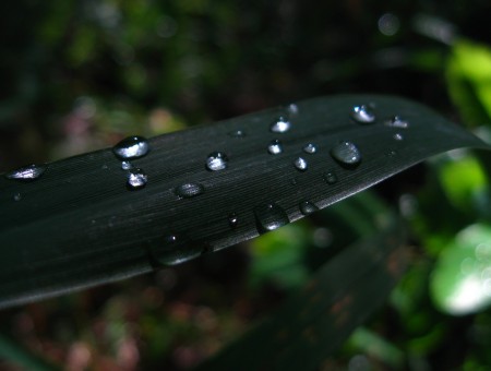 Rain Drops On Green Leaves