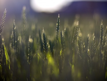 Green Wheat During Daytime