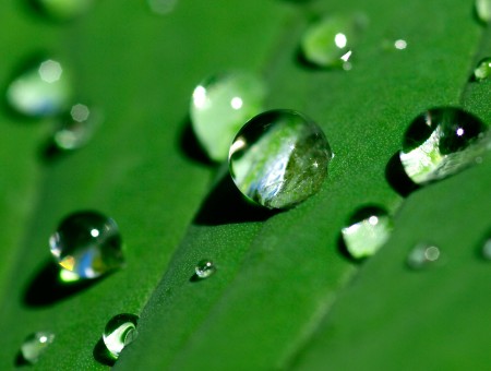 Rain Drops On Green Leaf