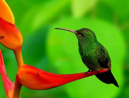 Green Long Beak Bird On The Petal Of Birds Of Paradise Flower