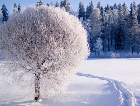 White Tree On Snow Pathway Under Blue Sky During Daytime