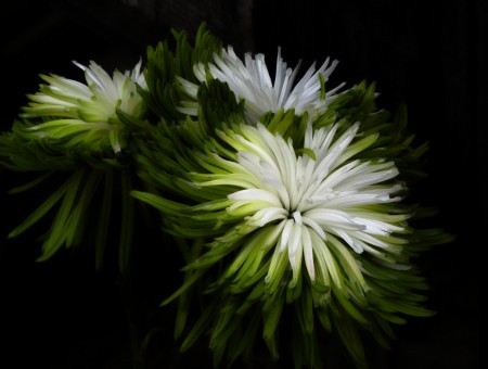 Green And White Flower