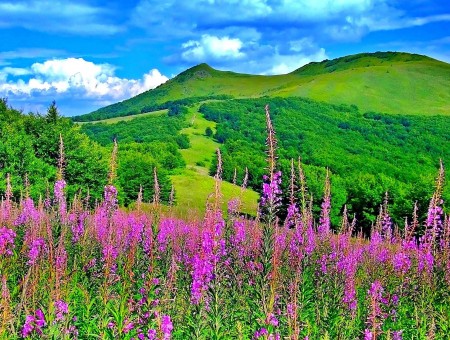Green Mountains Behind Purple Flowers Under Blue White Sky During Daytime