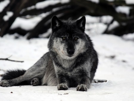 Gray And Black Wolf