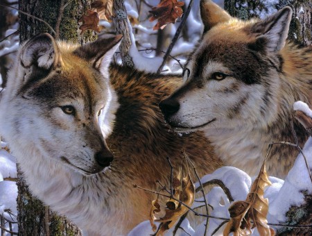 Brown Wolves On The Field With Snow Surrounded With Trees During Daytime