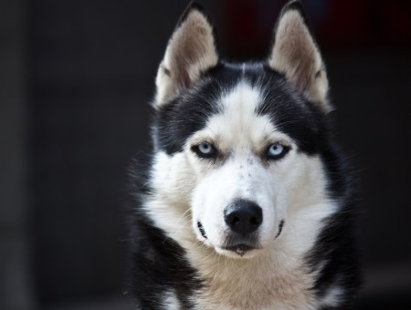 Siberian Husky In Close Up Photography During Daytime