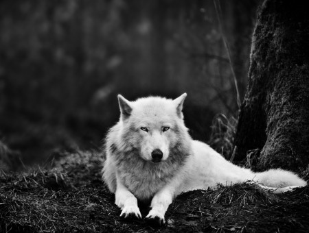 Grayscale Photography Of Wolf Lying On Ground