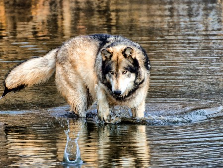 Black And Tan Thick Coat Medium Dog Walking On Shallow Water During Daytime