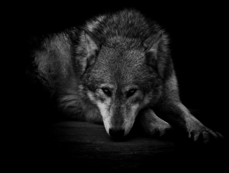Grayscale Photography Of Wolf