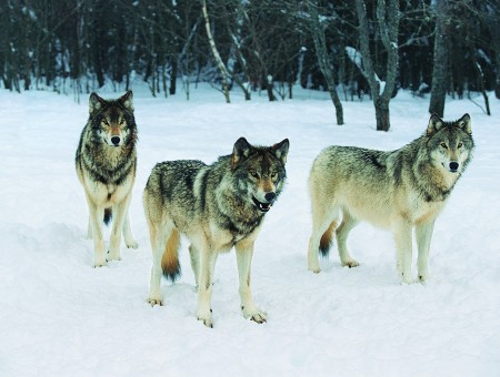 3 Brown And Beige Wolves Standing On Snow Covered Surface