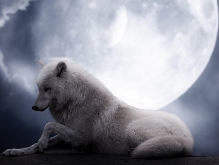 White Wolf Under Moon