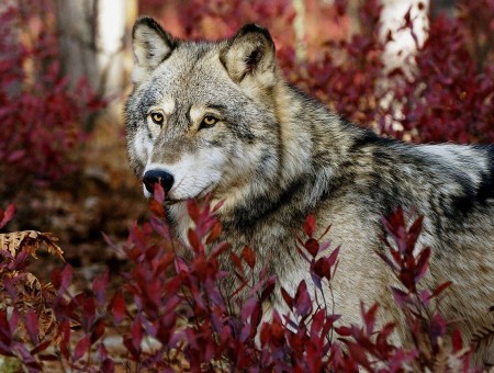 White And Black Wolf On Red Plant