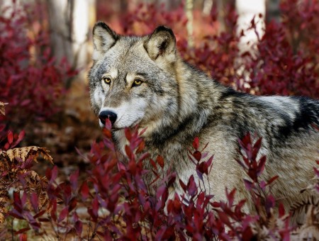 Grey And Black Wolf Hiding On Red Bushes