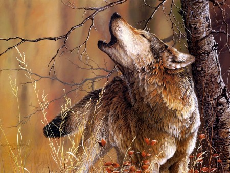 White And Brown Wolf Illustration