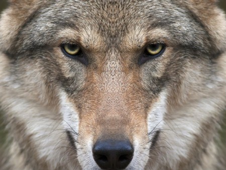 Brown Werewolf In Macro Photography