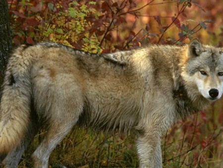 Gray Wolf Beside Tree During Daytime