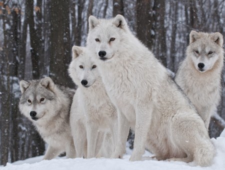 White Wolves On White Snow