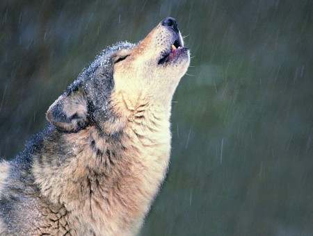Brown Wolf Howling