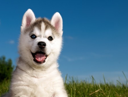 Brown And White Siberian Husky Puppy On Green Field