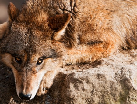 Brown Wolf Lying On Rock During Daytime
