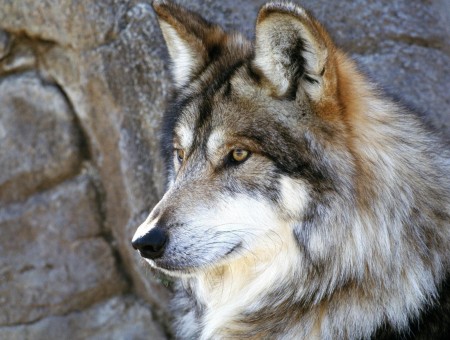 Brown And White Wolf Beside Concrete Wall During Daytime