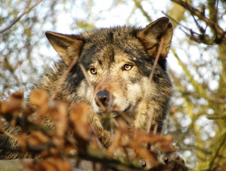 Brown Wolf In Close Up During Daytime