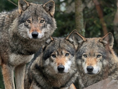 Gray Three Wolves In Close Up Photography During Daytime