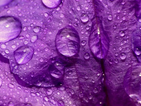 Macro Photo Water Dripping On Purple Textile