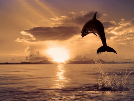 Dolphin Jumping Out Of Water
