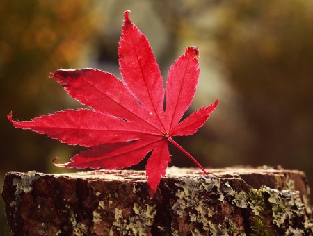 Red Autumn Leaf On Tree Trunk In Macro Photography