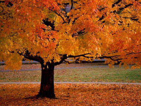 Tree On Field Surrounded With Leaves During Daytime