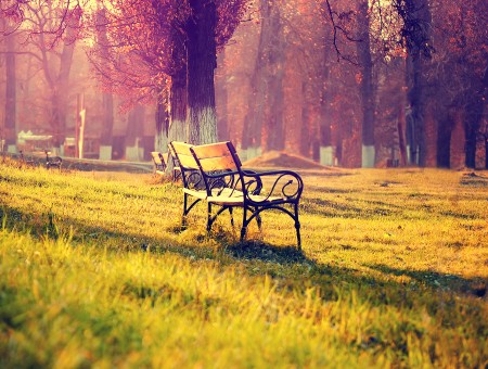 Brown Bench On Green Grass Near Green Trees During Daytime