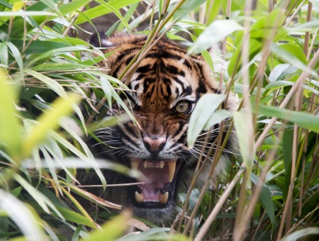 Bengal Tiger Near Leaves