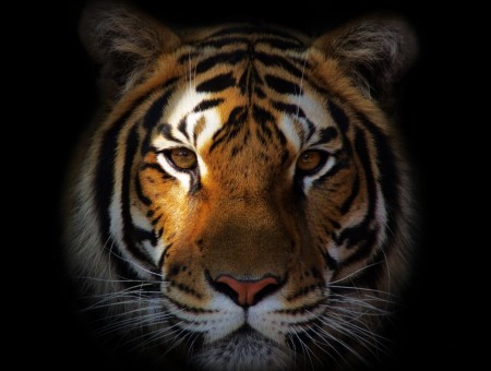 Bengal Tiger In Close Up Photography With Black Background